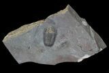 Gerastos Trilobite - Jorf, Morocco #66901-2